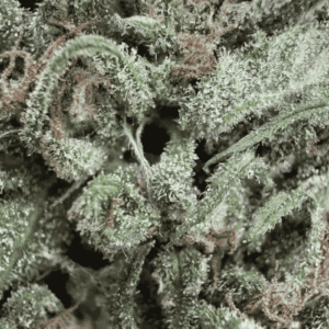 GROS PLAN CHEESE CBD - GREEN HOUSE
