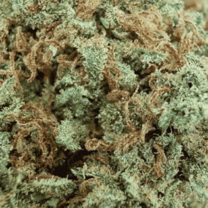 GROS PLAN CANNATONIC CBD - GLASS HOUSE