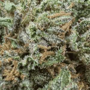 GROS PLAN COSMIC COOKIE CBD - GLASS HOUSE CALI