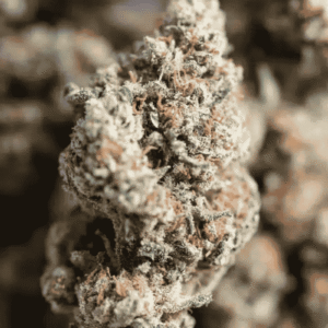GROS PLAN AMNESIA HAZE CBD - INDOOR HYDRO
