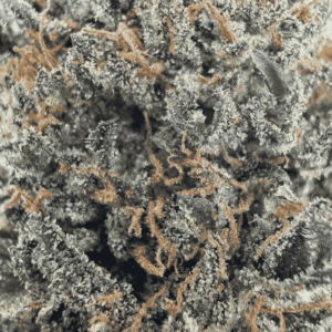 GROS PLAN BLACKBERRY KUSH CBD - GLASS HOUSE CALI
