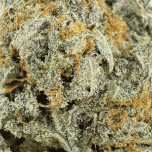GROS PLAN BUTTERCREAM GELATO CBD -INDOOR CALI