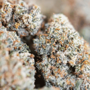 GROS PLAN CRITICAL 2.0 CBD – INDOOR HYDRO GROS PLAN CRITICAL 2.0 CBD - INDOOR HYDRO
