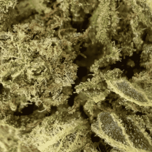 GROS PLAN LEMON ORANGE CBD - GREEN HOUSE