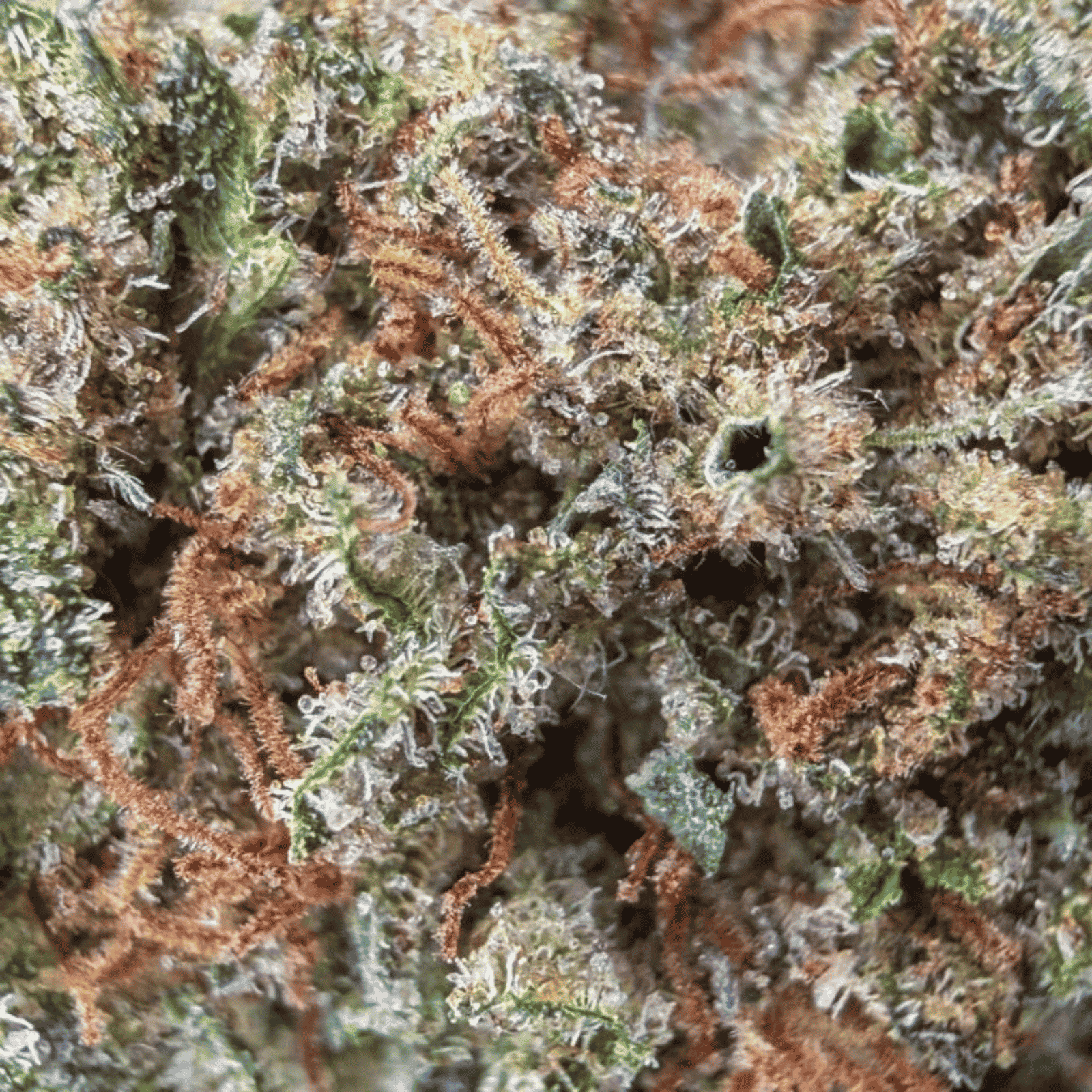 Skywalker OG CBD - Glass House Cali – Image 2