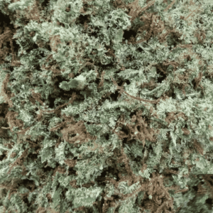 GROS PLAN SUPER SILVER HAZE CBD – GLASS HOUSE GROS PLAN SUPER SILVER HAZE CBD - GLASS HOUSE