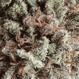 GROS PLAN SUPER SKUNK CBD – GLASS HOUSE CALI GROS PLAN SUPER SKUNK CBD - GLASS HOUSE CALI