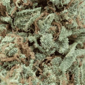 GROS PLAN TROPICAL KUSH CBD – GLASS HOUSE GROS PLAN TROPICAL KUSH CBD - GLASS HOUSE